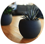 plant in a sphere shaped black pot
