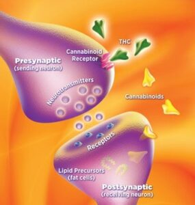 Figure 4: Cannabinoid receptor. As is shown in this graphic, THC and CBD, the main components of medical cannabis bind specifically to receptors on the surface of nerve cells (neurons). Animal studies show that the effects (both positive and negative) from medical cannabis are predictable and undeniable.