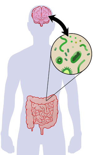 Link between brain and gut health.